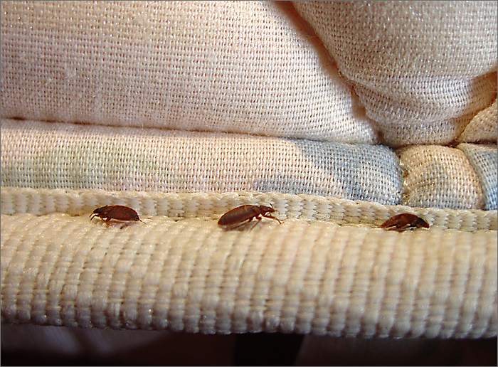 Why Bed Bugs are Bad and Harmful